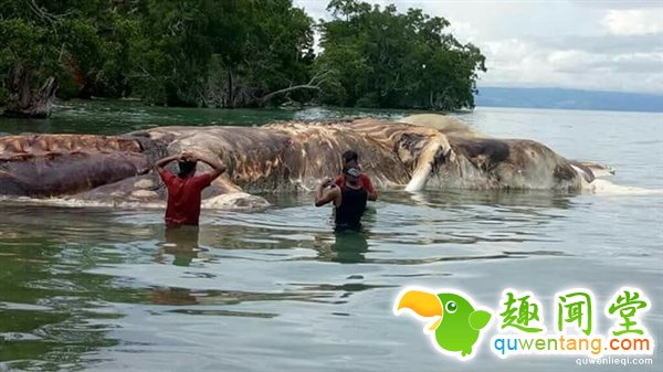 海上漂来15米巨型不明生物：血水染海阵阵恶臭