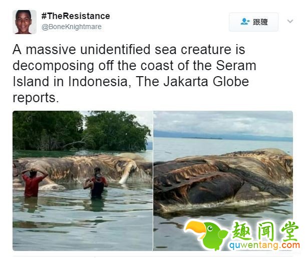 海上漂来15米巨型不明生物:血水染海阵阵恶臭