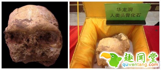 中国科学家发现新猿人头骨化石