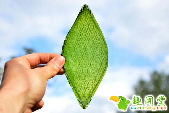 “会呼吸”的叶子