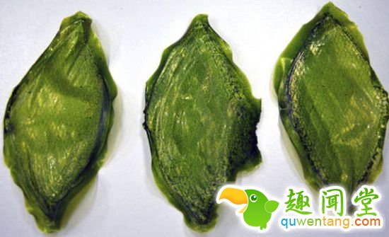 “会呼吸”的叶子