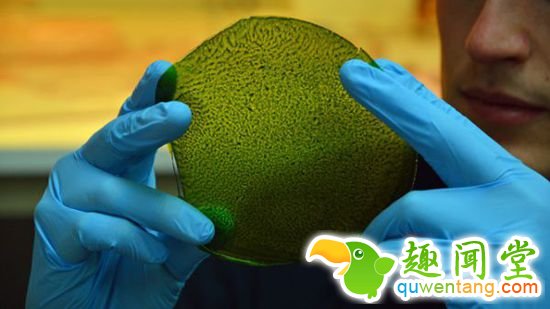 “会呼吸”的叶子