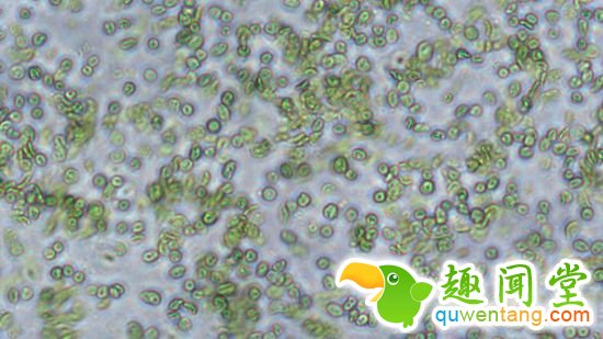 “会呼吸”的叶子