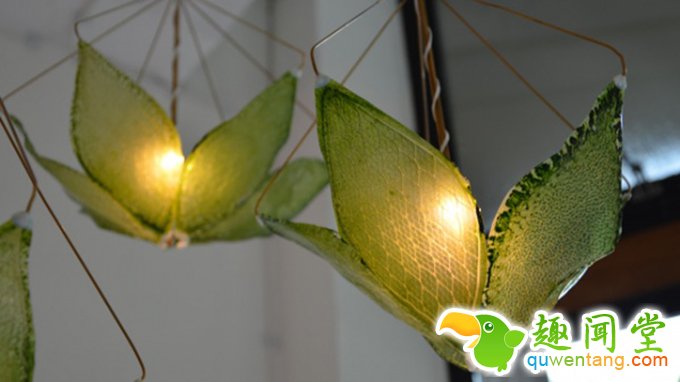 “会呼吸”的叶子