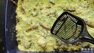 黄黄绿绿配上巧克力便便，这样的“猫砂蛋