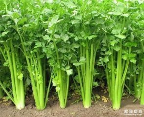 吃芹菜不要叶?你丢掉的都是营养