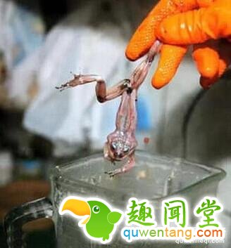 重口味食物:青蛙汁