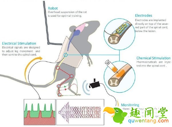 重要实验：科研人员实现用程序控制瘫痪的老鼠走路和爬楼梯