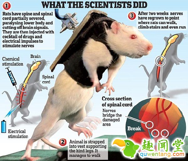 重要实验：科研人员实现用程序控制瘫痪的老鼠走路和爬楼梯