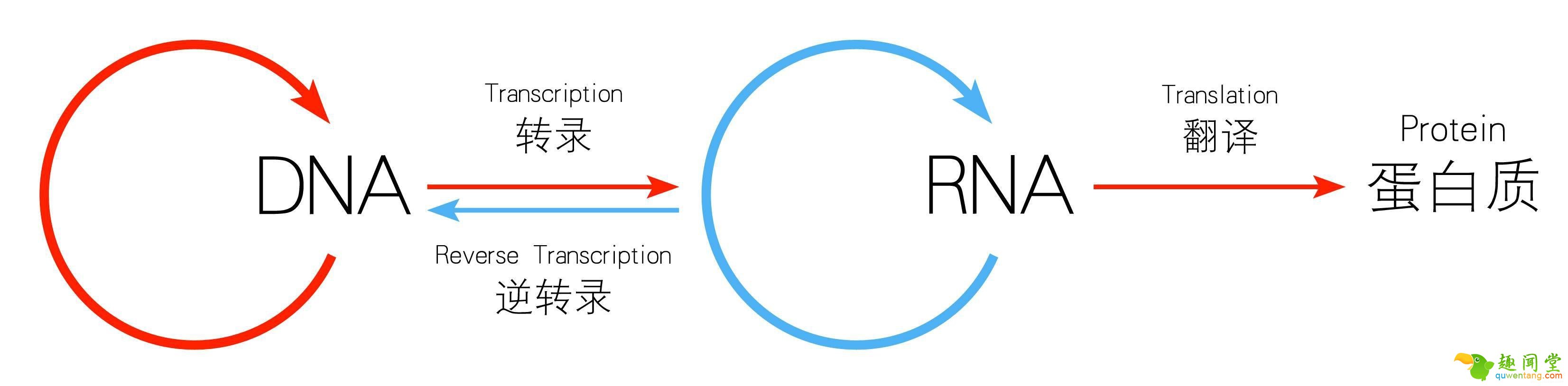 返老还童将成真,斯坦福教授解说