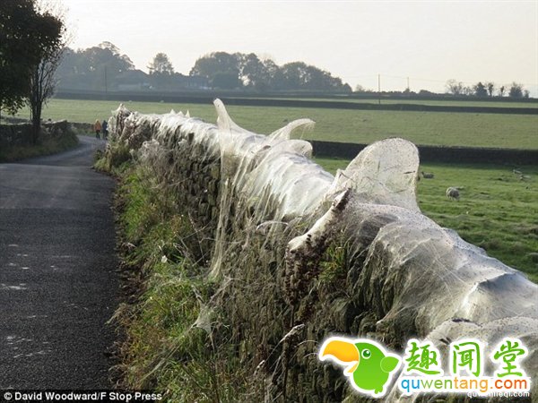 英国绵羊农场被上万蜘蛛入侵：变“盘丝洞”