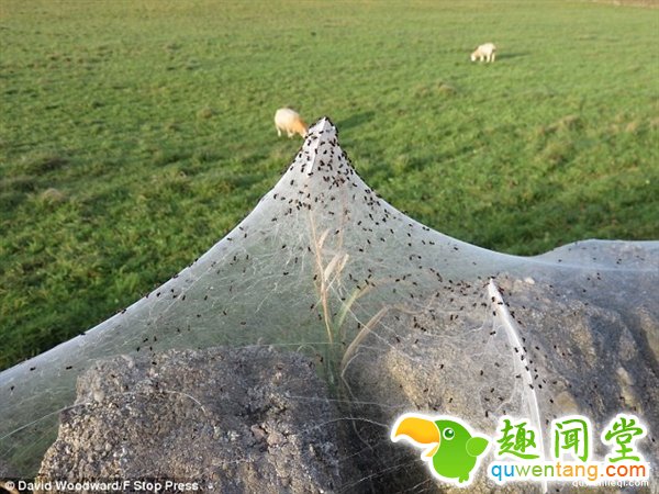 英国绵羊农场被上万蜘蛛入侵：变“盘丝洞”