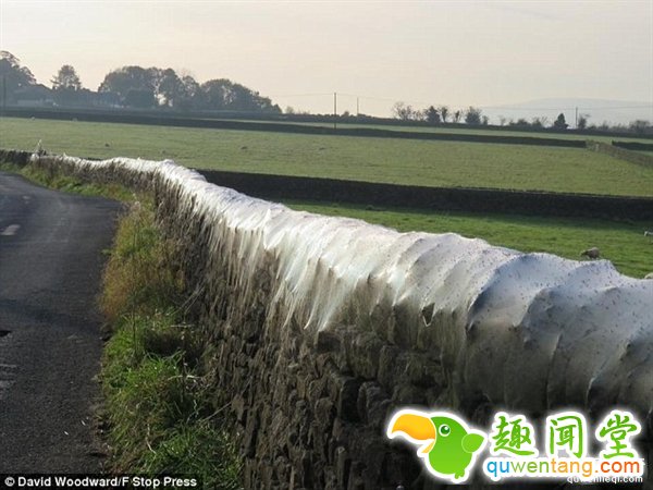 英国绵羊农场被上万蜘蛛入侵：变“盘丝洞”