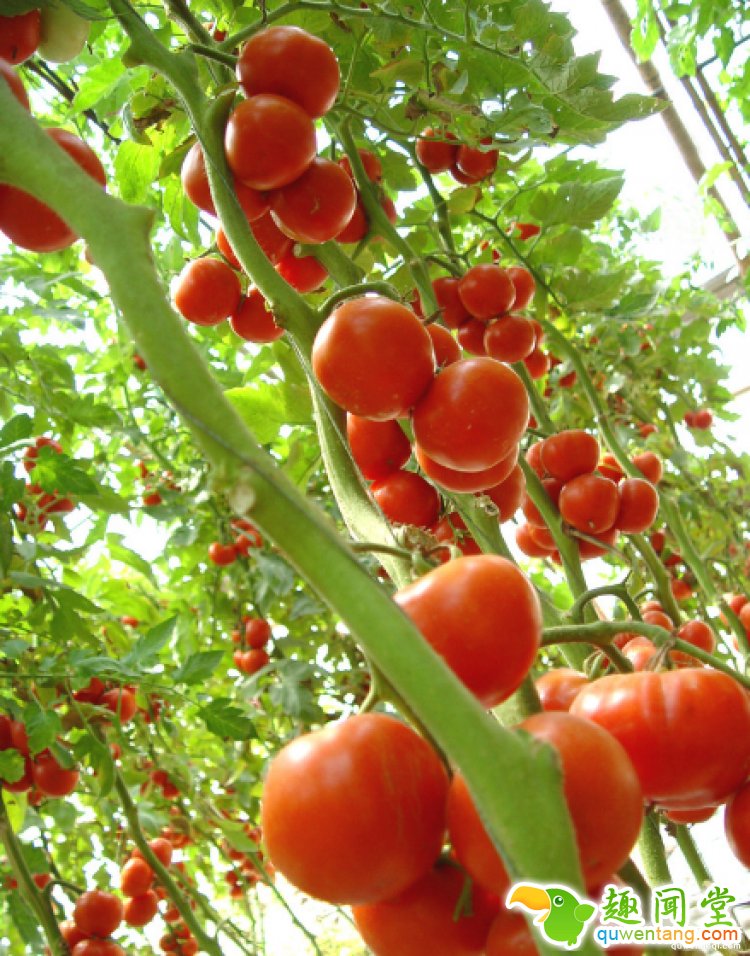 西红柿到底是蔬菜还是水果呢？