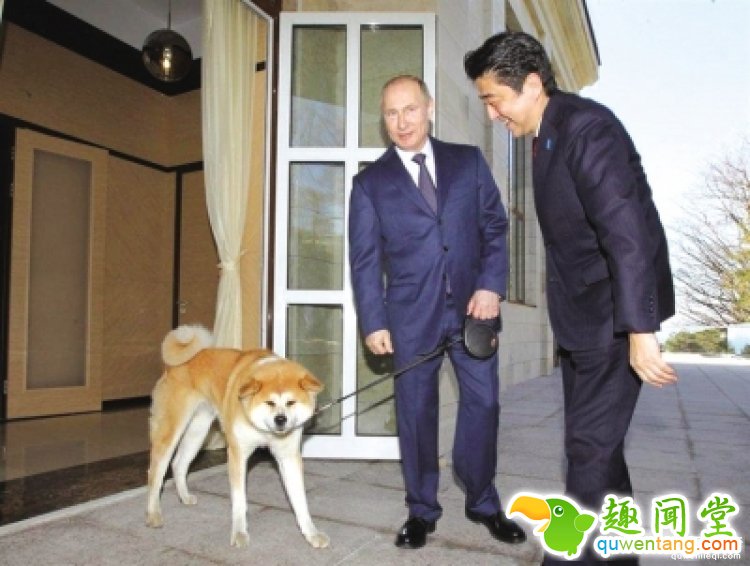 想要养只宠物狗?你只需要给普京写封信