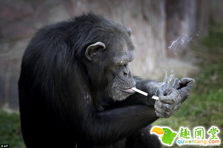 一天20根烟，朝鲜动物园一只有故事的大猩猩