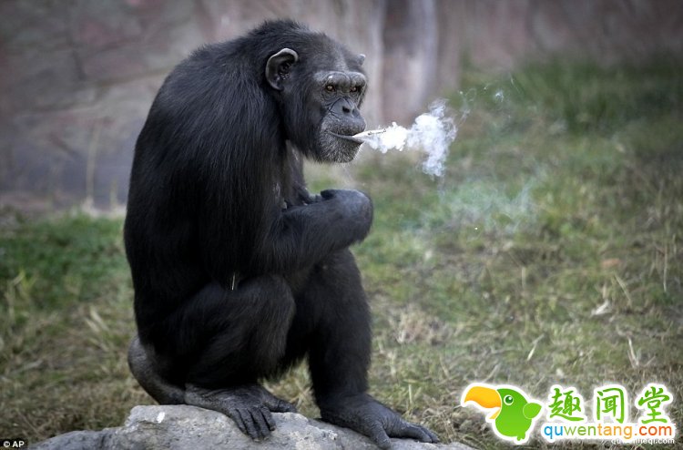 一天20根烟，朝鲜动物园一只有故事的大猩猩