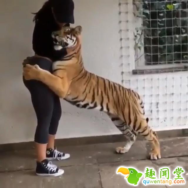 这只老虎一直抱着女生不撒手，要是我，我也不撒手！