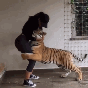 这只老虎一直抱着女生不撒手，要是我，我也不撒手！