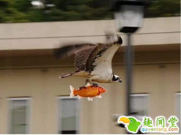照片神吐槽,看着看着就笑了!