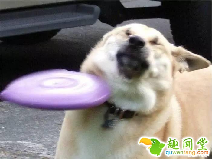 照片神吐槽,看着看着就笑了!