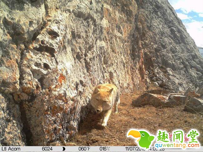 近日，青海省杂多县与山水自然保护中心联合开展的生物多样性监测中，红外相机捕捉到一组“大方脸”藏狐“自拍照”。以“迷之微笑”著称的藏狐，分布海拔三四千米的高原地带，作为青藏高原特有种，通常“强占”旱獭洞穴以“家庭”为单位居住。文/罗云鹏 山水自然保护中心供图