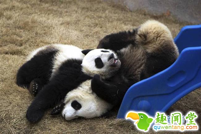 1月18日，上海野生动物园的大熊猫“月月”和“半半”在玩耍。 新华社记者杜潇逸 摄