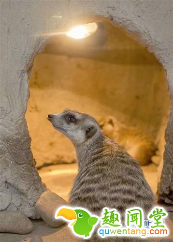 1月18日，上海野生动物园的一只细尾獴在设有取暖灯的“洞穴”前停留。新华社记者杜潇逸 摄