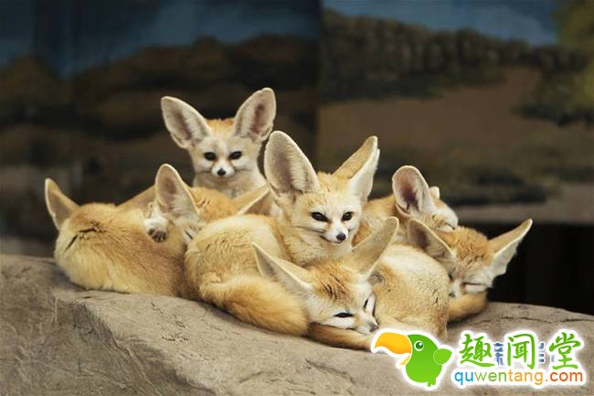 1月18日，上海野生动物园的耳廓狐在“空调房”里抱团取暖。 新华社记者杜潇逸 摄