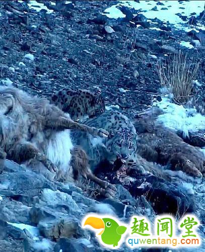新疆昌吉发现—30℃雪豹觅食(组图)
