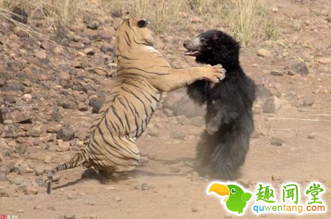 当地时间2018年2月28日，这是一场发生在印度的老虎和懒熊之间的打斗。懒熊妈妈带着幼崽去水边喝水，卧在水里的老虎看着懒熊一步步走近，忽然，老虎冲懒熊直扑过去，展开了一场熊虎之间的惊心动魄的争斗。