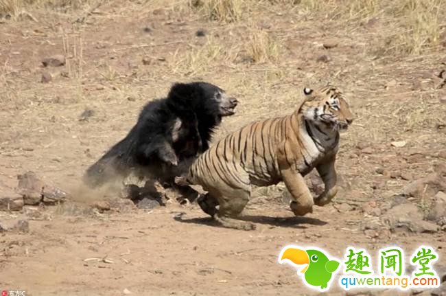 印度上演熊虎争霸 暴怒熊妈击退老虎。