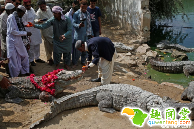 央视网消息：当地时间2018年3月4日，巴基斯坦卡拉奇郊区，巴基斯坦Sheedi族人聚集在Saint Khawaja Hasan圣地，庆祝鳄鱼节。Sheedi族人每年都会庆祝鳄鱼节，向鳄鱼表达敬意，他们认为鳄鱼拥有着一种神秘的力量。 视觉中国