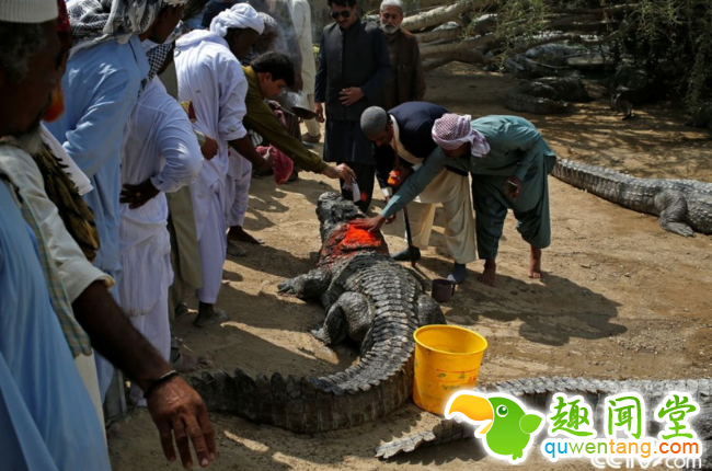 央视网消息：当地时间2018年3月4日，巴基斯坦卡拉奇郊区，巴基斯坦Sheedi族人聚集在Saint Khawaja Hasan圣地，庆祝鳄鱼节。Sheedi族人每年都会庆祝鳄鱼节，向鳄鱼表达敬意，他们认为鳄鱼拥有着一种神秘的力量。 视觉中国