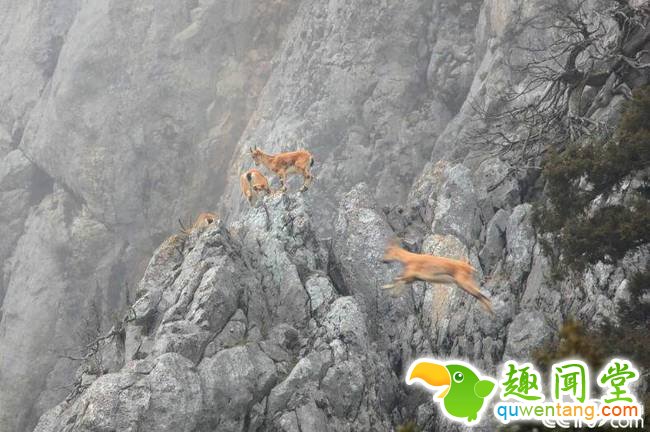 央视网消息：近日，土耳其安塔利亚，一群野山羊在悬崖上行走。这种山羊被列入世界自然保护联盟的濒危物种红色名录。 视觉中国
