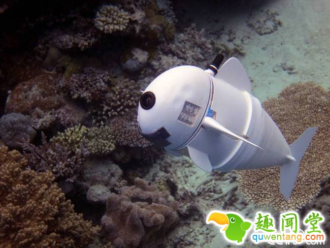 麻省理工大学研究团队近日公开了他们研发的首款可长时间在水中自主游动的机器鱼SoFi在斐济进行水下测试。SoFi大部分部件是3D打印的，尾部柔性塑料和硅胶制成，配合鱼鳍，可模仿真实鱼类的游动动作，以重量舱和”浮力控制单元“来实现上浮和下潜，在任天堂控制器和声学通信系统引导下，它可在水下超过50英尺的地方游动40分钟左右。SoFi可更好地接近海洋生物且不造成干扰，或将成为海洋研究的新工具。图为2015年8月拍摄的SoFi在水下进行测试的照片。 视觉中国