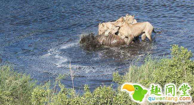 南非落单角马势单力薄遭四只饥饿母狮捕杀（组图）