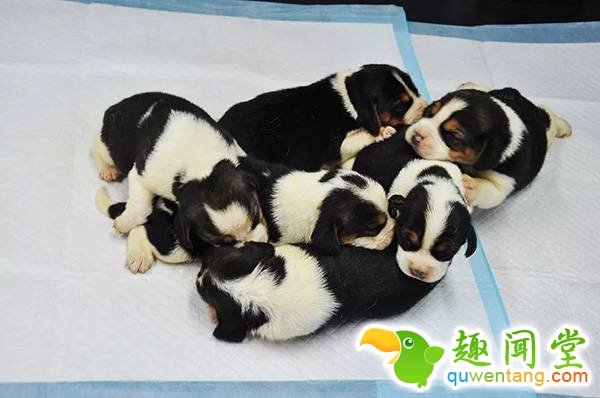 中国首批“试管狗”诞生 有望拯救濒危犬科动物